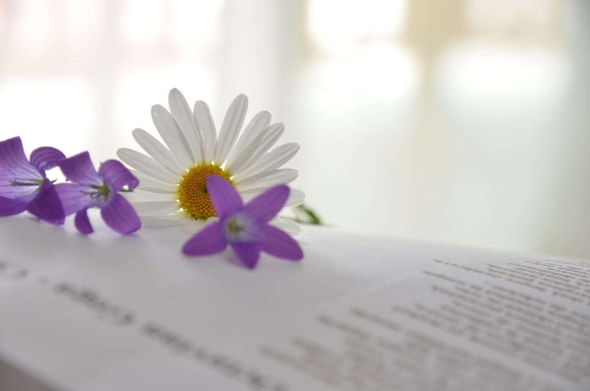 Pensiunea Poezii Alese Valea Draganului Luaran gambar